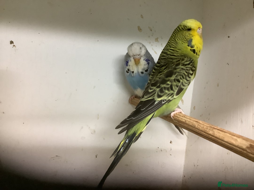 Budgerigars birds for sale: Young and Adult Budgies - Advert 9