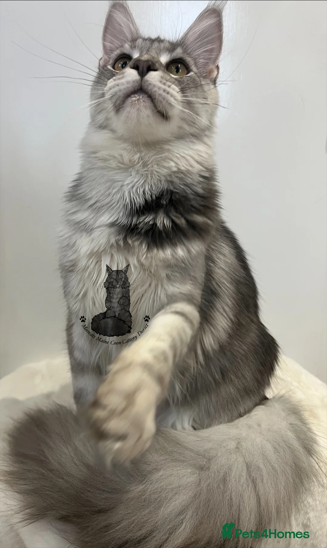 Maine Coon cats for sale: Kitten big XXL black  silver tabby Maine Coon - Advert 1
