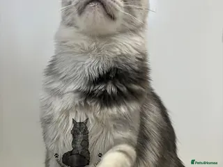 Maine Coon cats Kitten big XXL black silver tabby Maine Coon - Advert 1