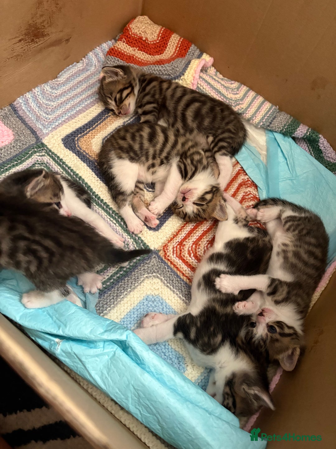 Mixed Breed cats for sale: 6 kittens not ready till 14th August  - Image 30