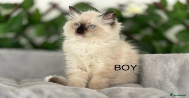 Ragdoll cats in Fordingbridge - Advert 6