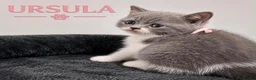 British Shorthair cats for sale: CHAMPION BLOODLINE BI-COLOURS - Advert 9
