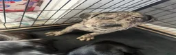 Cane Corso dogs for sale: Beautiful litter of cane corso  - Advert 3