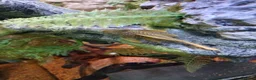 Cichlids fish for sale: plecos, electric blu Dempsey, emp snakehead,Oscars - Advert 12