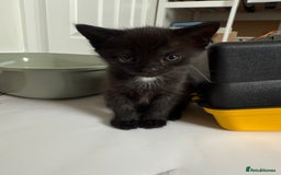 Mixed Breed cats for sale: 3 beautiful kittens looking for forever homes - Image 5