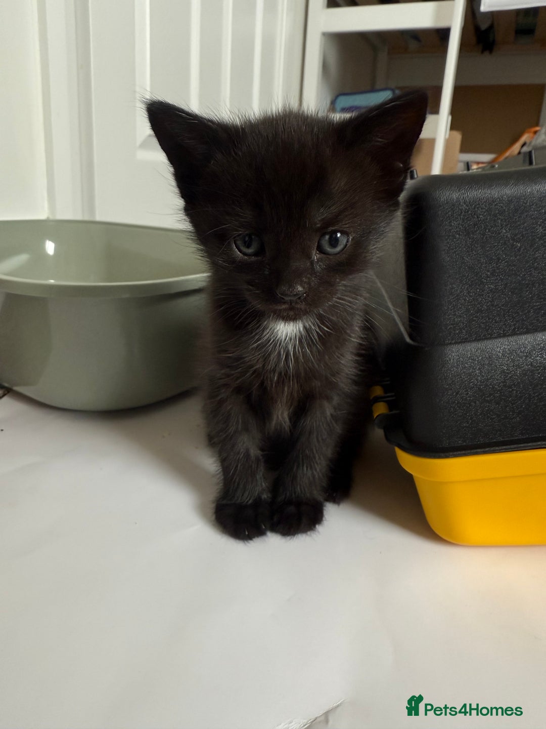Mixed Breed cats for sale: 3 beautiful kittens looking for forever homes - Image 5