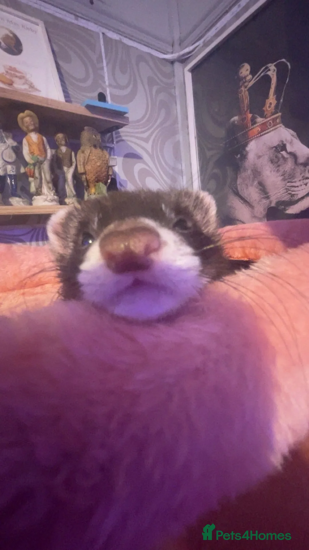 Ferret rodents for sale: 2 female ferrets Narla and Moon for rehoming  - Advert 3