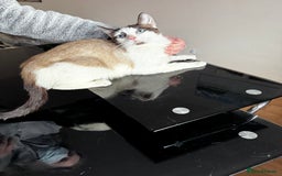 Siamese cats for sale: Siamese snowshoe female cat for sale - Advert 5