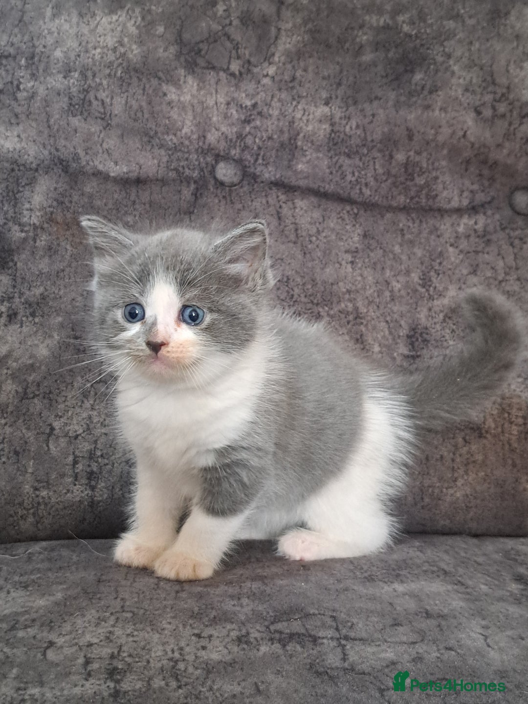 Ragdoll cats for sale: Ragdoll cross babies - Advert 9