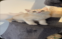 British Shorthair cats for sale: Last Chunky Golden Boy  ❤️ - Image 1