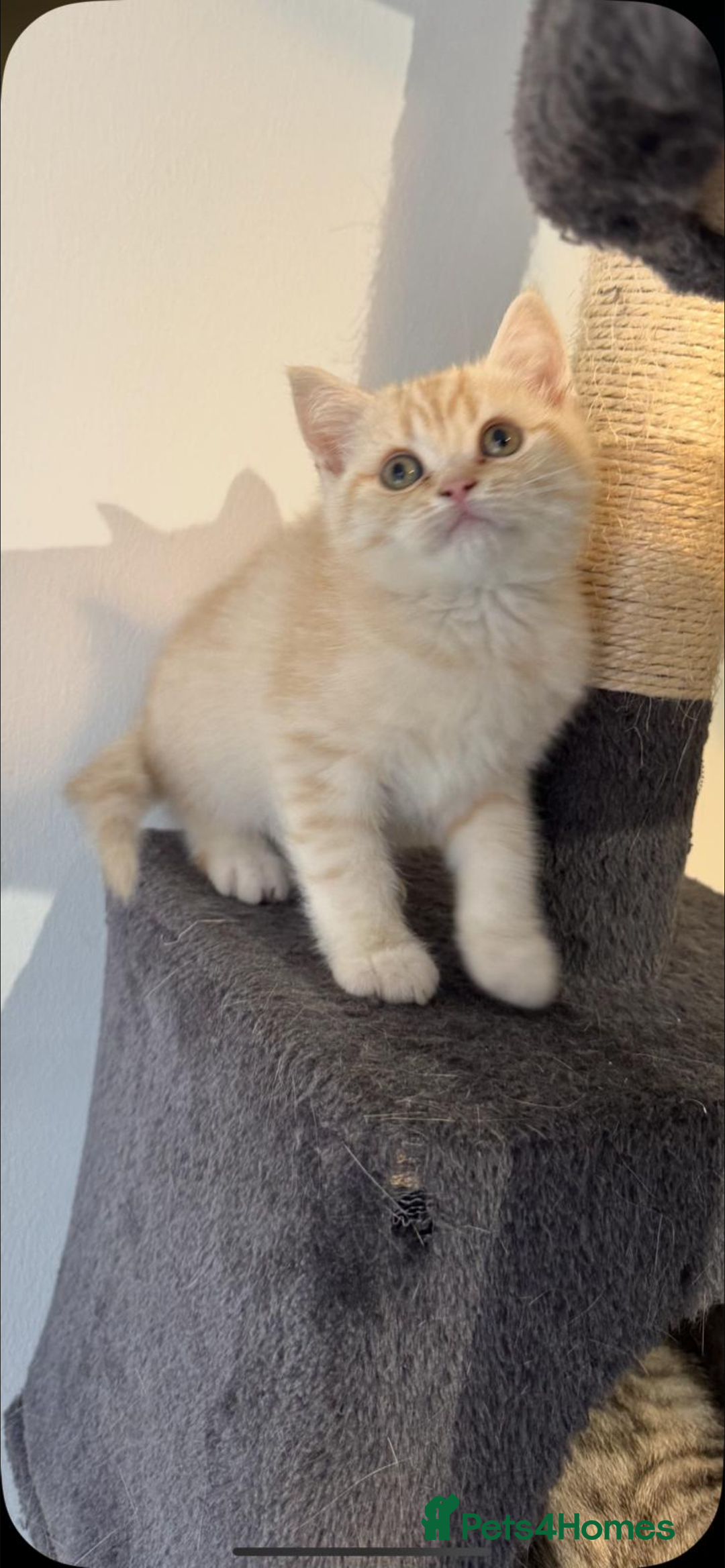 British Shorthair cats for sale: Last Chunky Golden Boy  ❤️ - Image 1