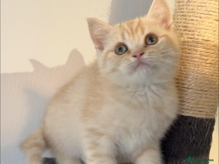 British Shorthair cats - Advert 21