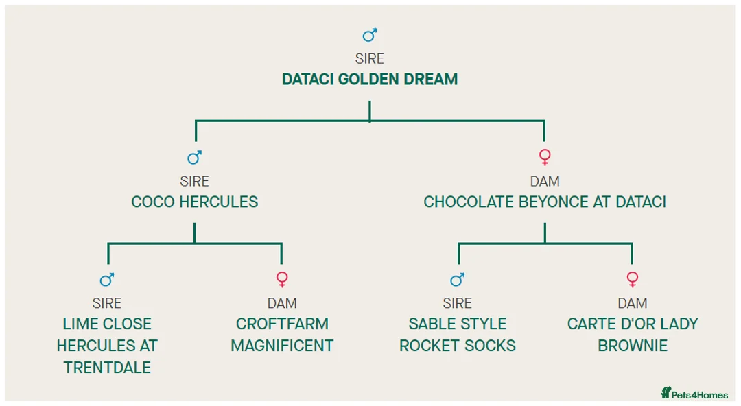 Cocker Spaniel dogs for stud: EXTENSIVELY Health Tested KC Show Cocker STUD in Chesterfield - Advert 6