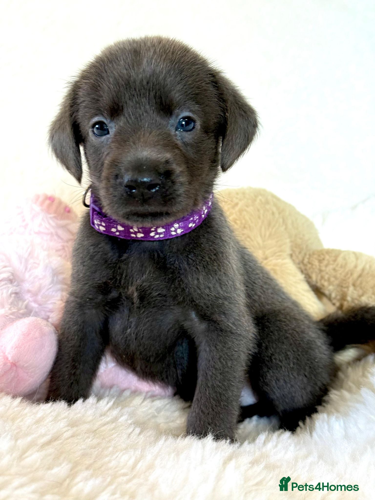 Labrador Retriever dogs Health Tested KC Registered Labrador Pups - Advert 1