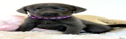 Labrador Retriever dogs for sale: Health Tested KC Registered Labrador Pups - Advert 2