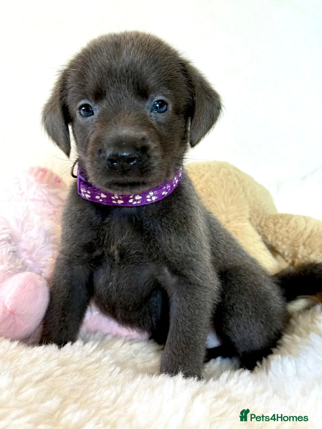 Labrador Retriever dogs for sale: Health Tested KC Registered Labrador Pups - Advert 2