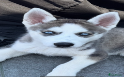 Siberian Husky dogs for sale: Siberian Husky Puppy  - Image 2