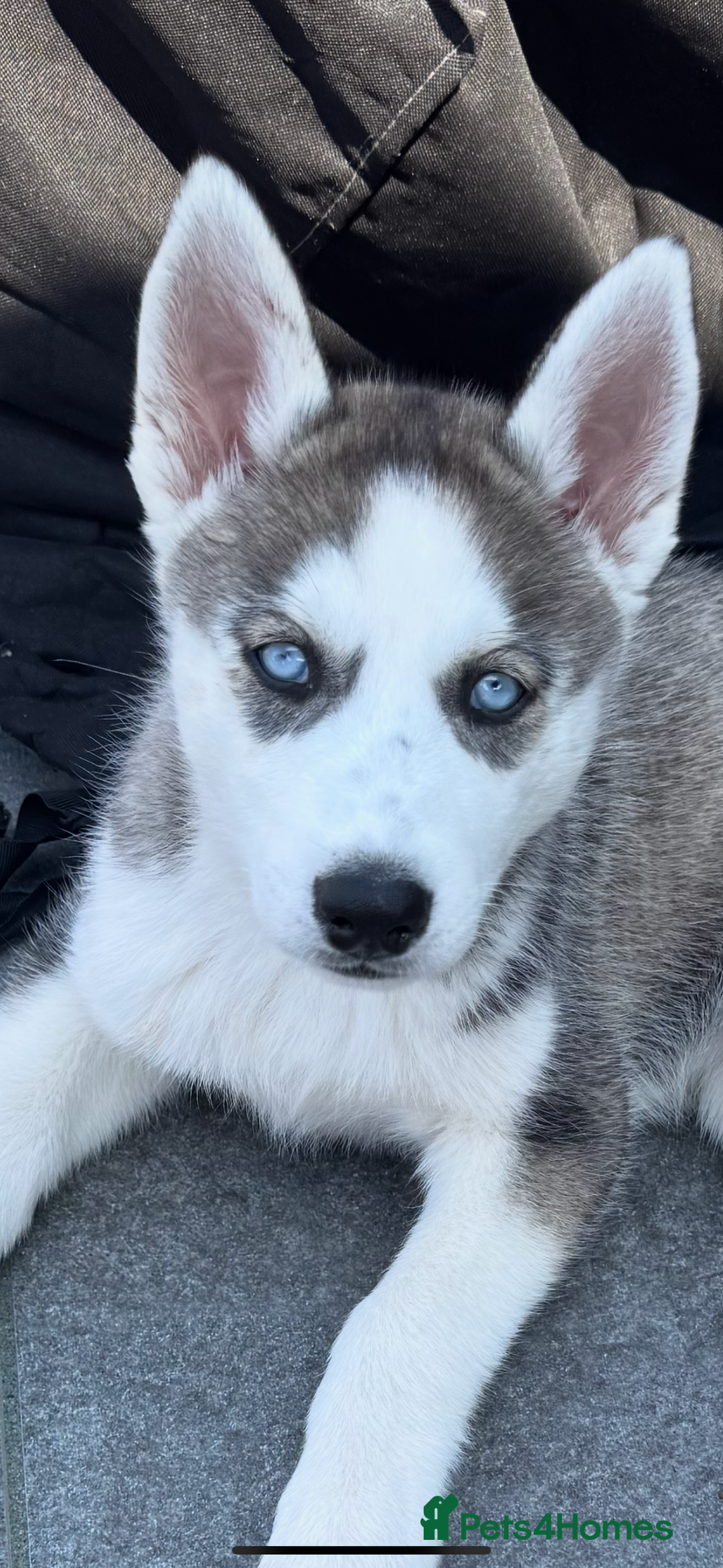 Siberian Husky dogs for sale: Siberian Husky Puppy  - Image 2