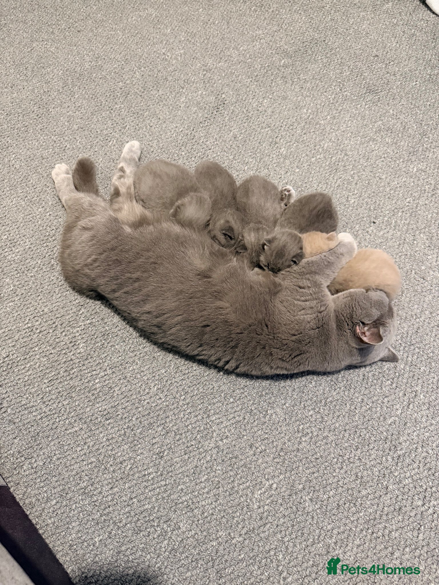 British Shorthair cats British Shorthair Kittens for Sale – 5 Available! - Advert 5