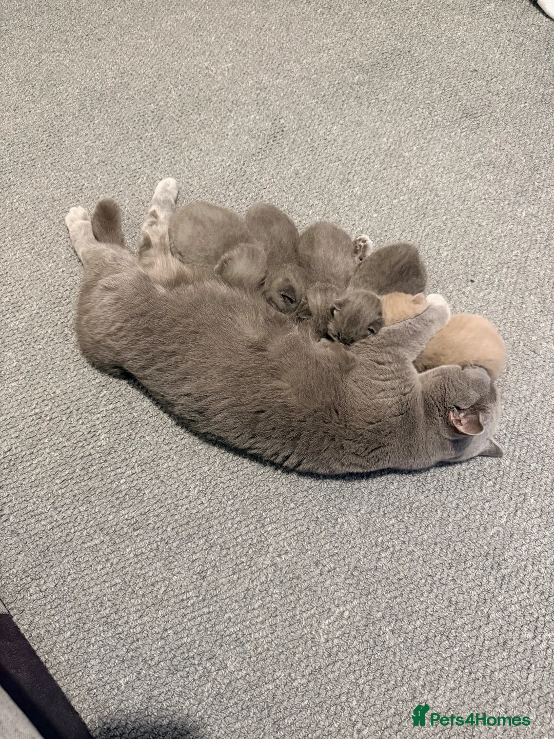British Shorthair cats for sale: British Shorthair Kittens for Sale – 5 Available! - Advert 1