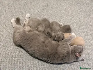 British Shorthair cats British Shorthair Kittens for Sale – 5 Available! - Advert 1
