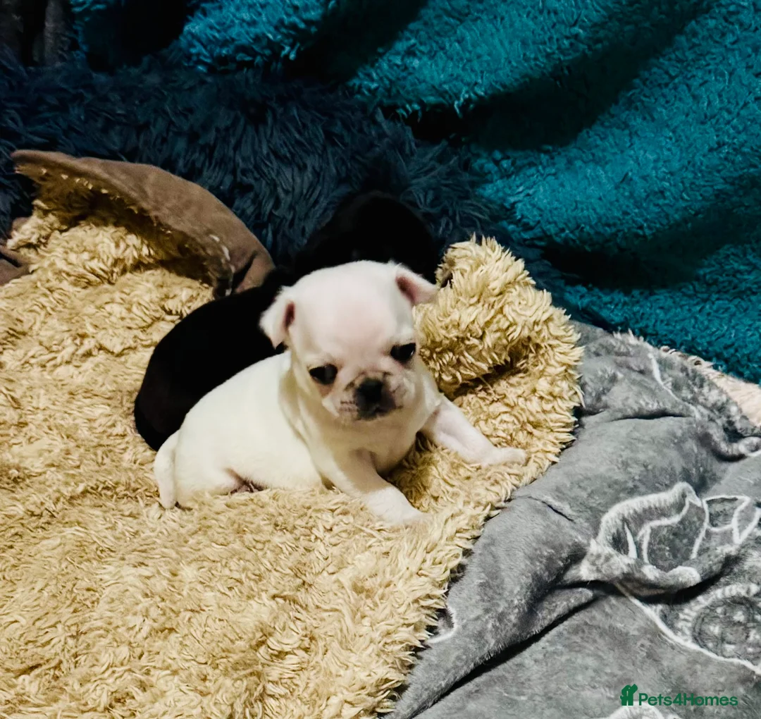 Pug dogs for sale: Pug puppies  - Advert 7