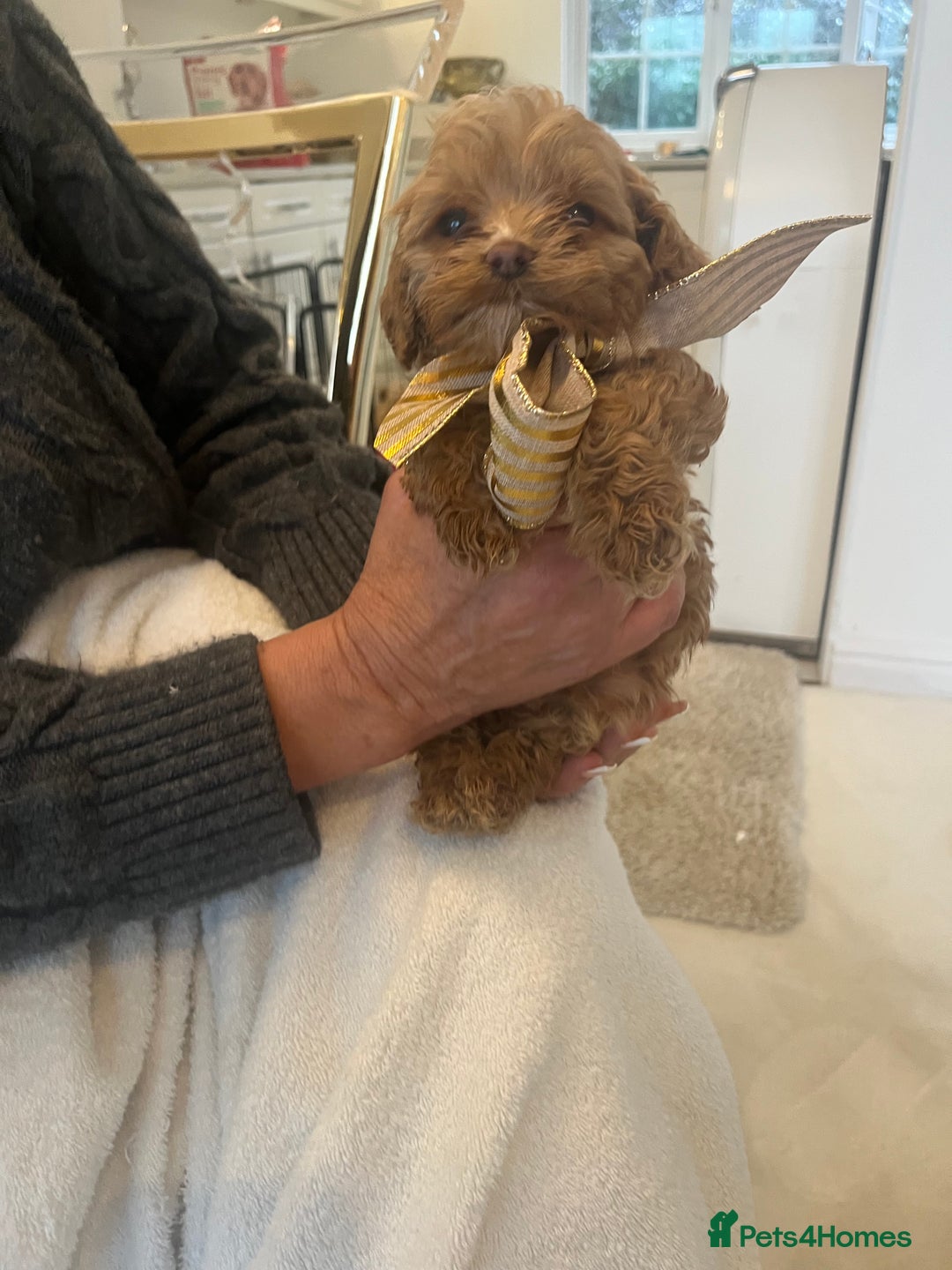 Cockapoo dogs for sale: F1 cockapoo  - Advert 5