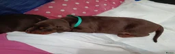 Dobermann dogs for sale: Dobermann puppies - Advert 26