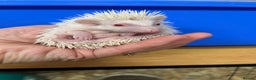 Pygmy Hedgehog rodents for sale: Jet black /albino/assorted baby hoglets ready now! - Advert 14