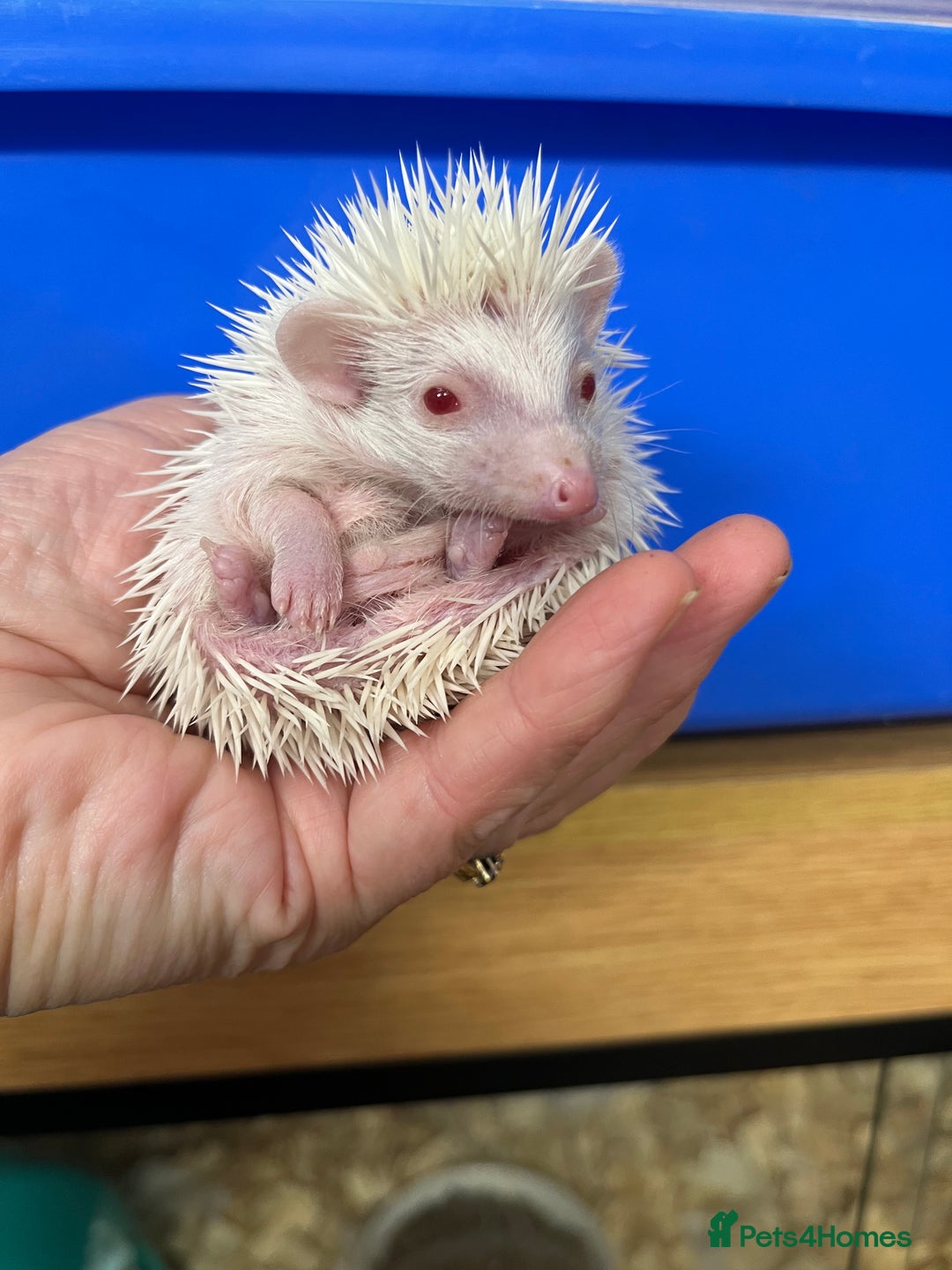 Pygmy Hedgehog rodents for sale: Jet black /albino/assorted baby hoglets ready now! - Advert 14