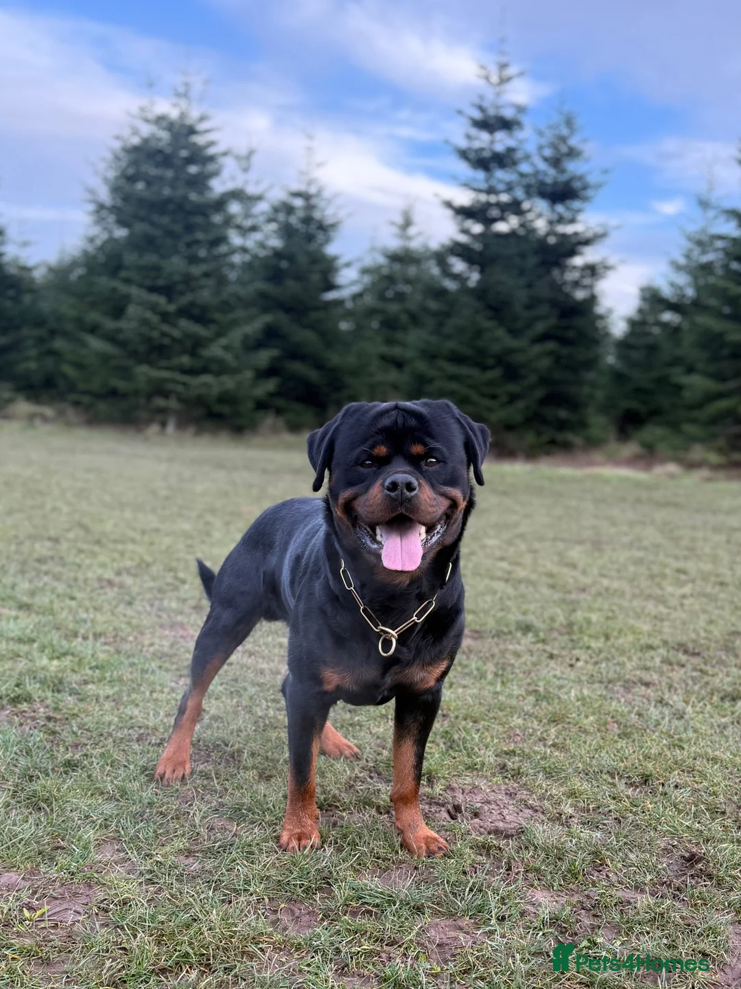 Rottweiler dogs for sale: Expecting Rottweiler pups - ready end of May  - Advert 12