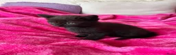 Mixed Breed cats for sale: 6 gorgeous kittens  - Advert 14