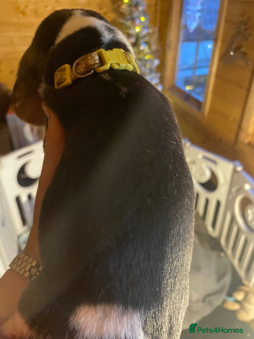 Beagle dogs for sale: 2tri girls kc reg ready after  **   - Advert 7