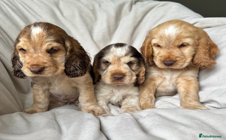 Cocker Spaniel dogs - Advert 16
