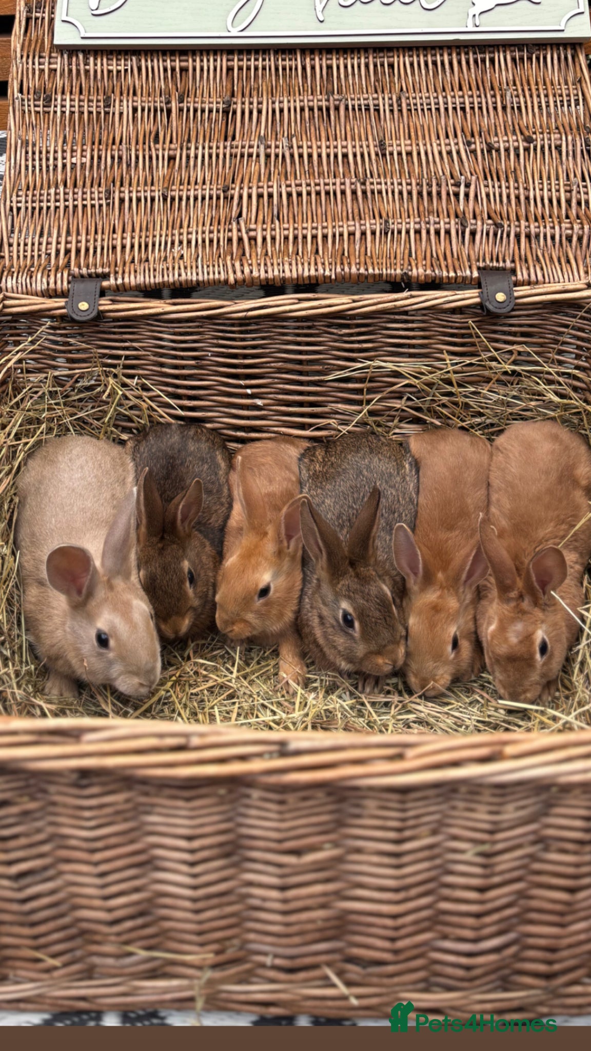 Mixed Breed rabbits Belgian hare x 3/4 Belgian hare - Advert 1