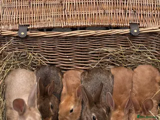 Mixed Breed rabbits for sale: Belgian hare x 3/4 Belgian hare (gorgeous babies) - Advert 1