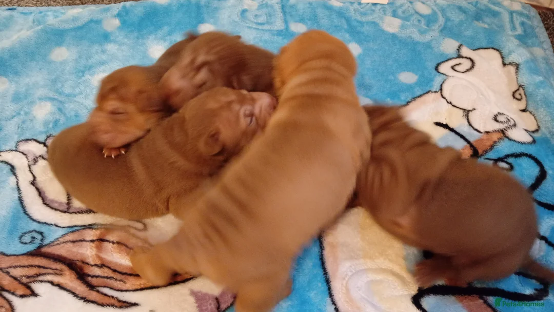 Shar Pei dogs for sale: Shar pei pups  in Manchester - Advert 2