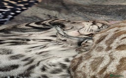 Bengal cats for sale: Sensational Silver Bengal boy requires new family  - Image 33