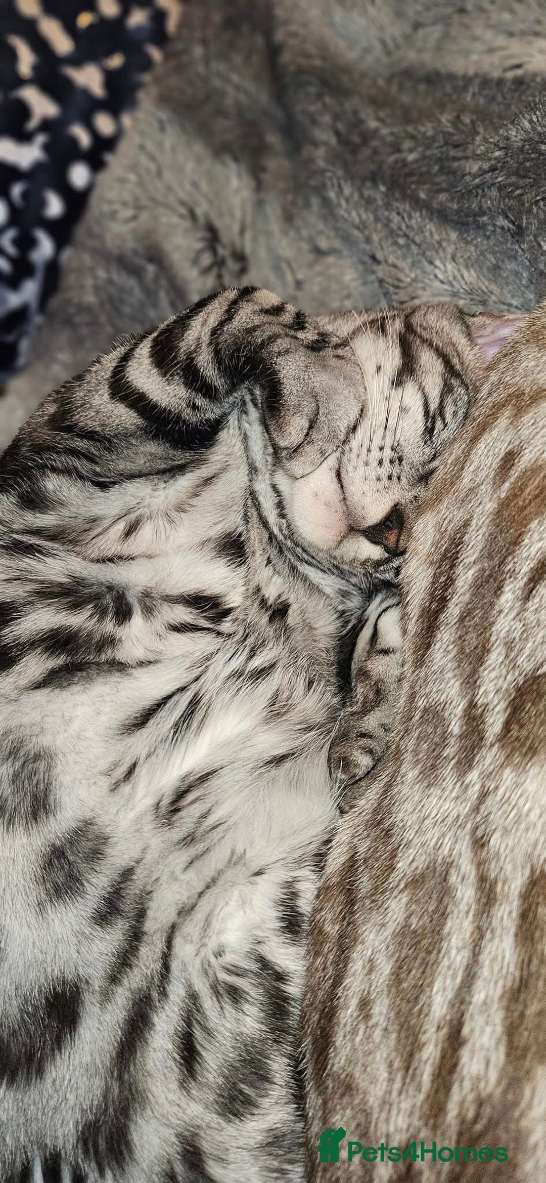 Bengal cats for sale: Sensational Silver Bengal boy requires new family  - Image 33