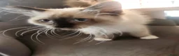 Ragdoll cats for sale: Seal point Ragdoll - Advert 3