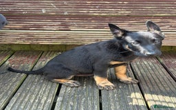 Belgian Shepherd Dog dogs for sale: Dutch herder puppies  - Image 6