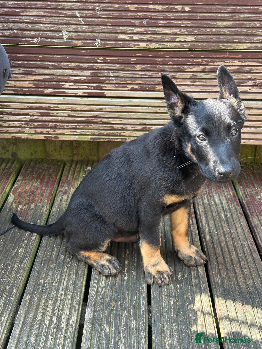 Belgian Shepherd Dog dogs for sale: Dutch herder puppies  - Image 6