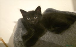 Mixed Breed cats for sale: 4 Kittens for sale  - Image 4