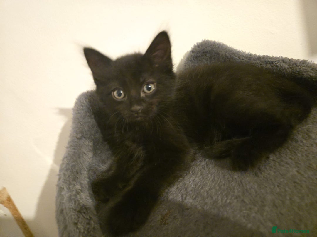 Mixed Breed cats for sale: 4 Kittens for sale  - Image 4