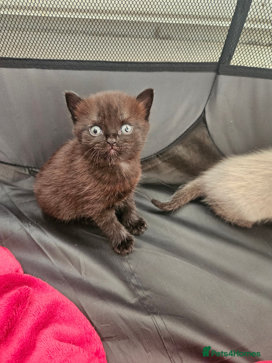 British Shorthair cats for sale: 5 Beautiful Short British haired Kittens  - Image 9