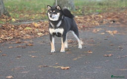 Japanese Shiba Inu dogs for sale: Two super female Japanese shiba inu  - Advert 4