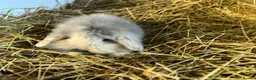 Mini Lion Lop rabbits for sale: Gorgeous Mini lion lops  - Advert 7