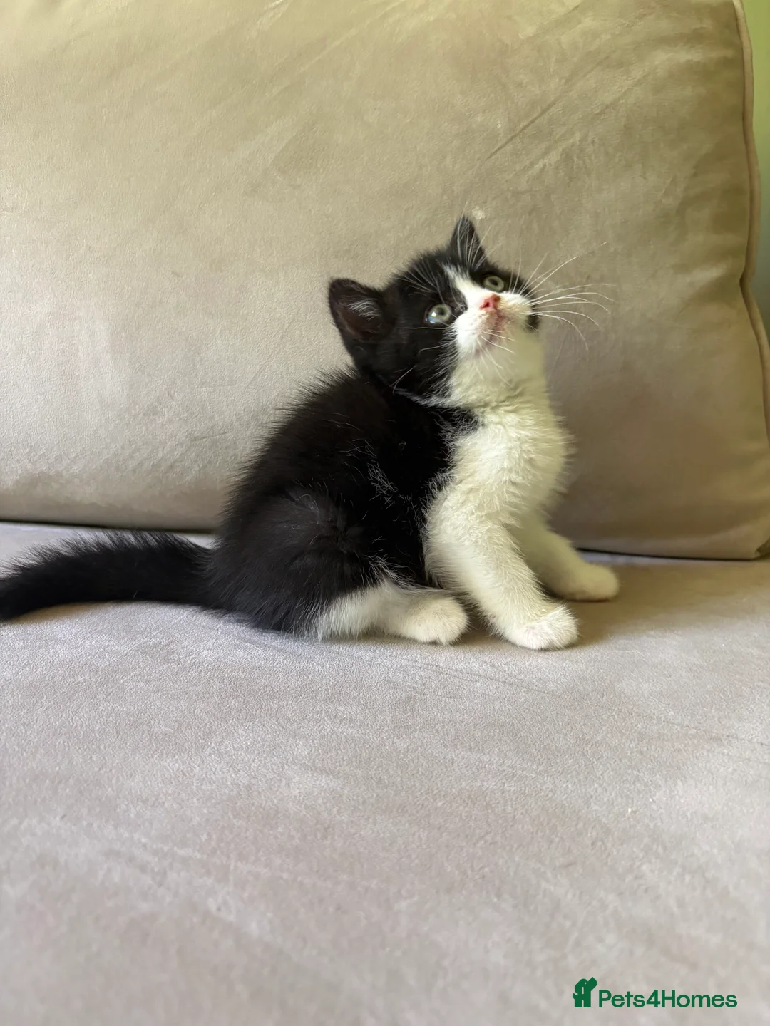 British Shorthair cats for sale: GCCF REG BOYS  - Advert 2