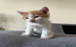 Mixed Breed cats for sale: 4 mixed breed kittens are looking home  - Image 2