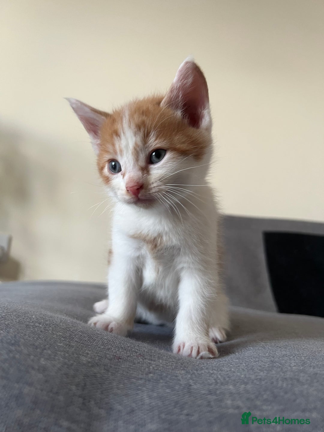 Mixed Breed cats for sale: 4 mixed breed kittens are looking home  - Image 2
